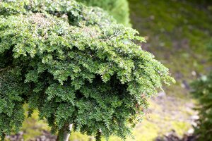 CANADIAN HEMLOCK 150 CM B&B - image 5