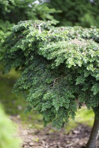 CANADIAN HEMLOCK 175 CM - image 4