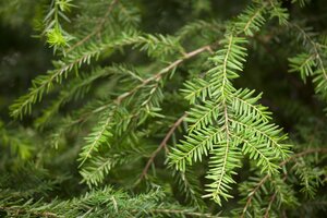 CANADIAN HEMLOCK 175 CM - image 3