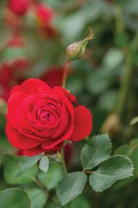 CANADIAN SHIELD ROSE SHRUB FL