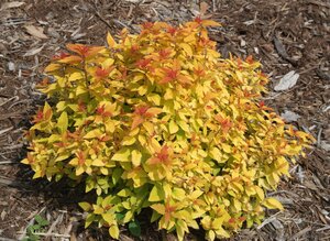 CANDY CORN SPIREA 