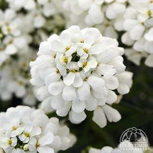 CANDYTUFT SNOWSATION (IBERIS) 3INCH