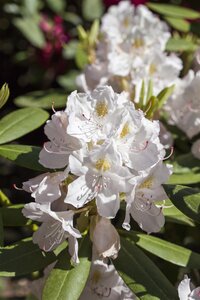 CATAWBIENSE ALBUM RHODODENDRON 40CM - image 1