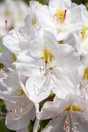 CATAWBIENSE ALBUM RHODODENDRON 40CM - image 3