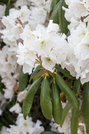 CATAWBIENSE ALBUM RHODODENDRON 40CM - image 4