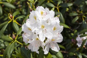 CATAWBIENSE ALBUM RHODODENDRON 40CM - image 2