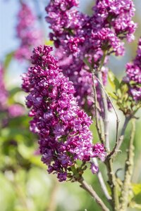 CHARLES JOLY LILAC 80 CM.FRENCH RED - image 1