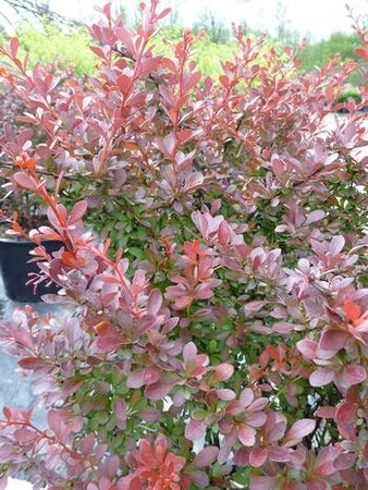 CHERRY BOMB BARBERRY 40CM