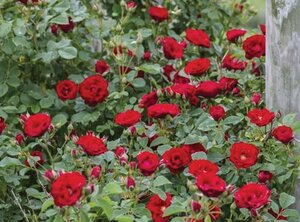 CHERRY FROST CLIMBING ROSE