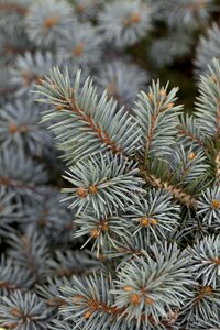 COLORADO BLUE SPRUCE 100CM - image 1