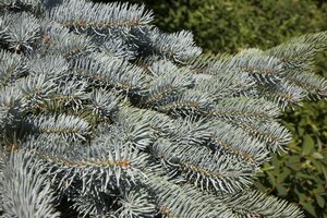 COLORADO BLUE SPRUCE 100CM - image 2