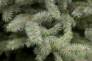 COLORADO BLUE SPRUCE 100CM - image 3