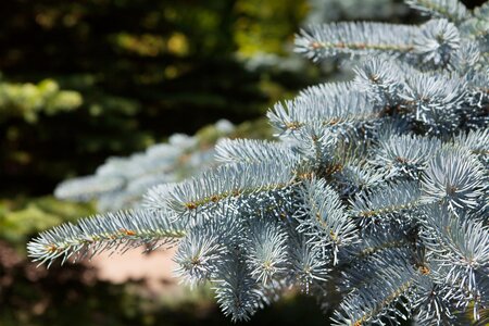 COLORADO BLUE SPRUCE 100CM - image 4