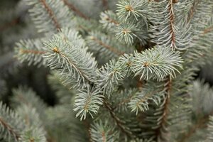 COLUMNAR COLORADO BLUE SPRUCE 175CM - image 2