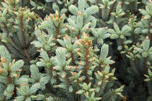 COLUMNAR COLORADO BLUE SPRUCE 175CM - image 4