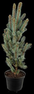 COLUMNAR COLORADO BLUE SPRUCE 175CM - image 5