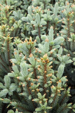 COLUMNAR COLORADO SPRUCE 175CM  - image 3