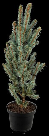 COLUMNAR COLORADO SPRUCE 175CM  - image 5