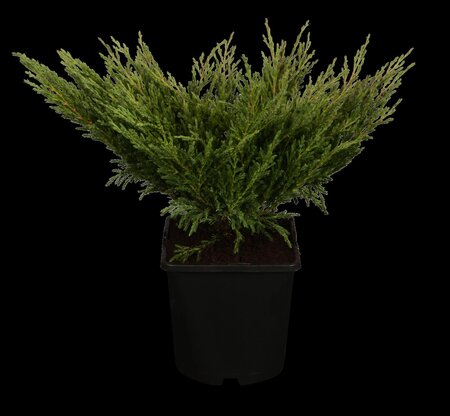 COMPACT ANDORRA JUNIPER 40 CM - image 2