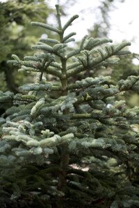 CONCOLOUR FIR 225 CM - image 1