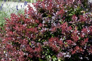 CONCORDE JAPANESE BARBERRY 30 CM - image 3