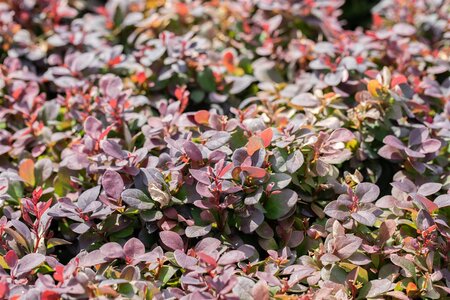 CONCORDE JAPANESE BARBERRY 30 CM - image 4