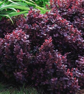 CONCORDE JAPANESE BARBERRY 30 CM - image 1