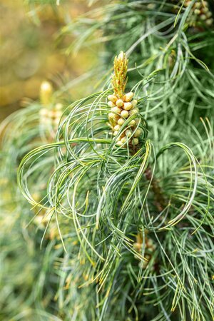 CONTORTED WHITE PINE 225CM WB - image 1