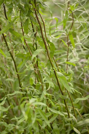 CONTORTED WILLOW - image 1