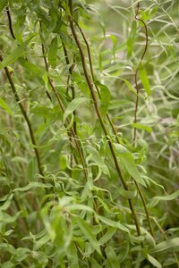 CONTORTED WILLOW - image 1