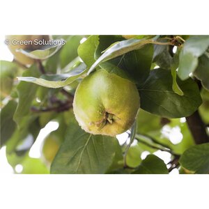 COOKE'S JUMBO FRUITING QUINCE 275CM