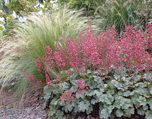 CORAL BELLS BERRY TIMELESS 1G