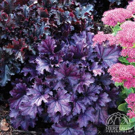 CORAL BELLS FOREVER PURPLE 1G