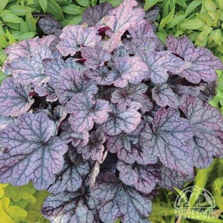 CORAL BELLS GRAPE EXPECTATIONS 1G