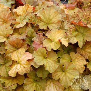 CORAL BELLS NORTHERN EXPOSURE AMBER 1G