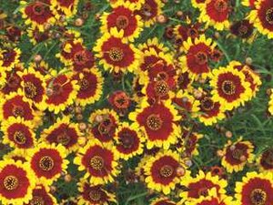 COREOPSIS DAYBREAK 1G