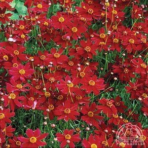 COREOPSIS LADYBIRD 1G