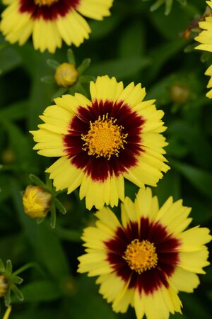 COREOPSIS UPTICK YELLOW AND RED 1G