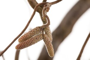 CORKSCREW HAZEL 80 CM - image 1