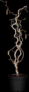 CORKSCREW HAZEL 80 CM - image 4