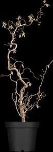 CORKSCREW HAZEL 80 CM - image 3