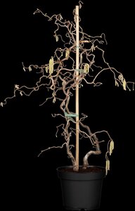 CORKSCREW HAZEL 80 CM - image 2