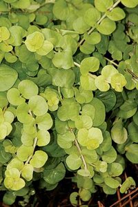 CREEPING JENNY KARAT 4IN