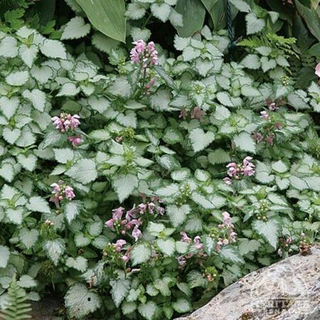 CREEPING LAMIUM PINK PEWTER 4IN