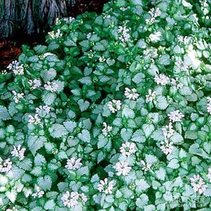 CREEPING LAMIUM WHITE NANCY 3IN