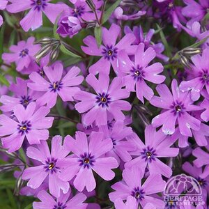 CREEPING PHLOX PURPLE BEAUTY 3IN