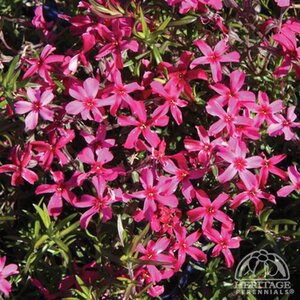 CREEPING PHLOX SCARLET FLAME 4IN