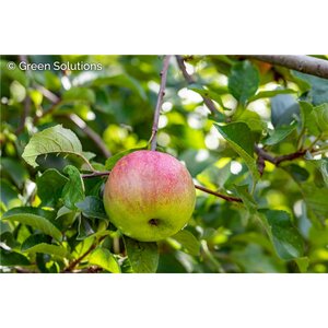 CRIMSON CRISP APPLE SEM-DWARF 20MM