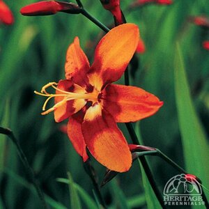 CROCOSMIA (MONTBRETIA) EMILY MCKENZIE 1G