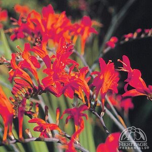 CROCOSMIA (MONTBRETIA) LUCIFER 1G